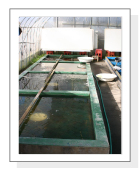 The Green house