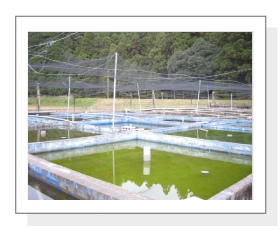 The outdoor stock ponds