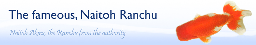 The fameous, Naitoh Ranchu