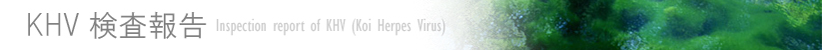 KHV/Inspection report of KHV (Koi Herpes Virus) j